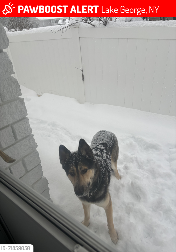 Lost Male Dog last seen Starbucks , Lake George, NY 12845