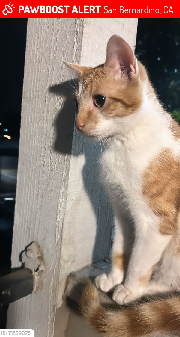 Lost Male Cat last seen Sterling , San Bernardino, CA 92410