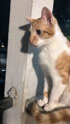 Lost Male Cat last seen Sterling , San Bernardino, CA 92410