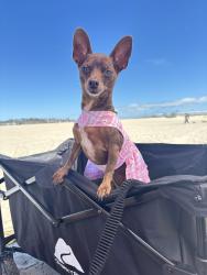 Lost Female Dog last seen Near 6th ave Los Angeles 90043, Los Angeles, CA 90043