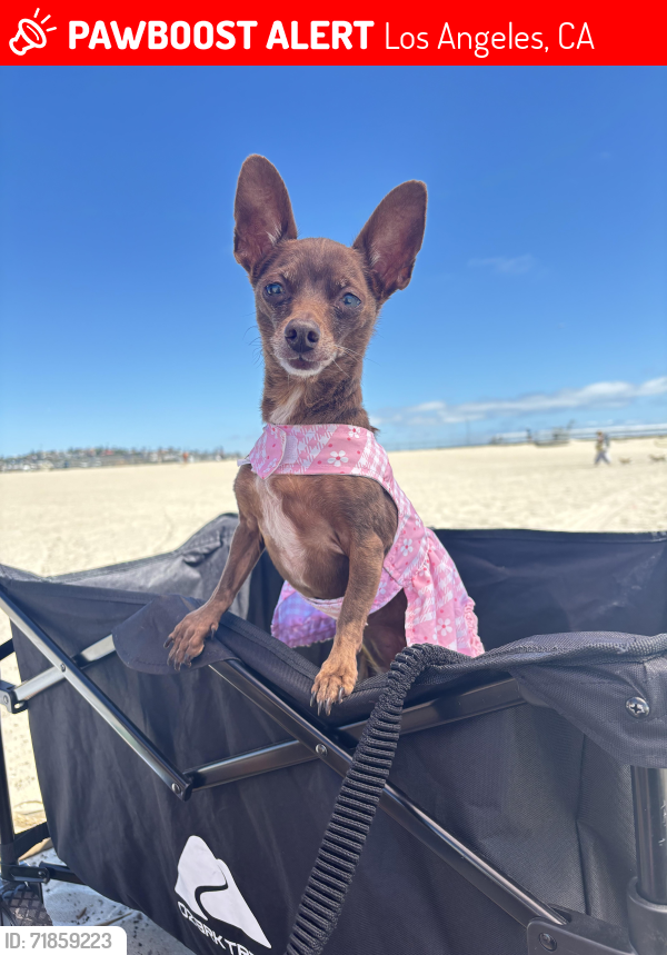 Lost Female Dog last seen Near 6th ave Los Angeles 90043, Los Angeles, CA 90043