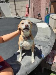 Lost Female Dog last seen Cheyenne & Campus Dr, North Las Vegas, NV 89030