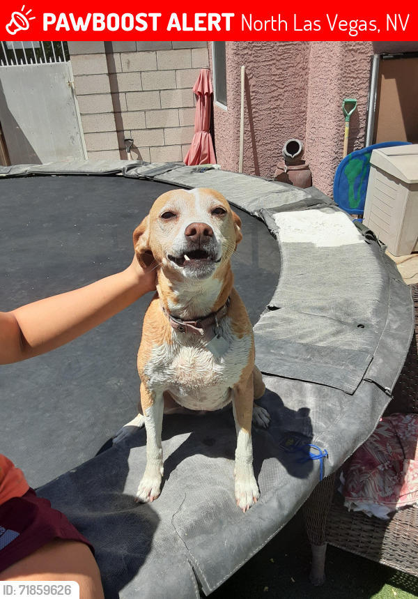 Lost Female Dog last seen Cheyenne & Campus Dr, North Las Vegas, NV 89030