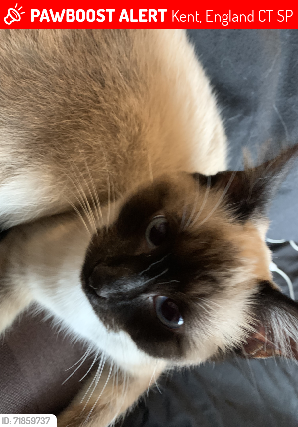 Lost Female Cat last seen Ramsgate Rd and St Peters Rd, Kent, England CT9 5SP