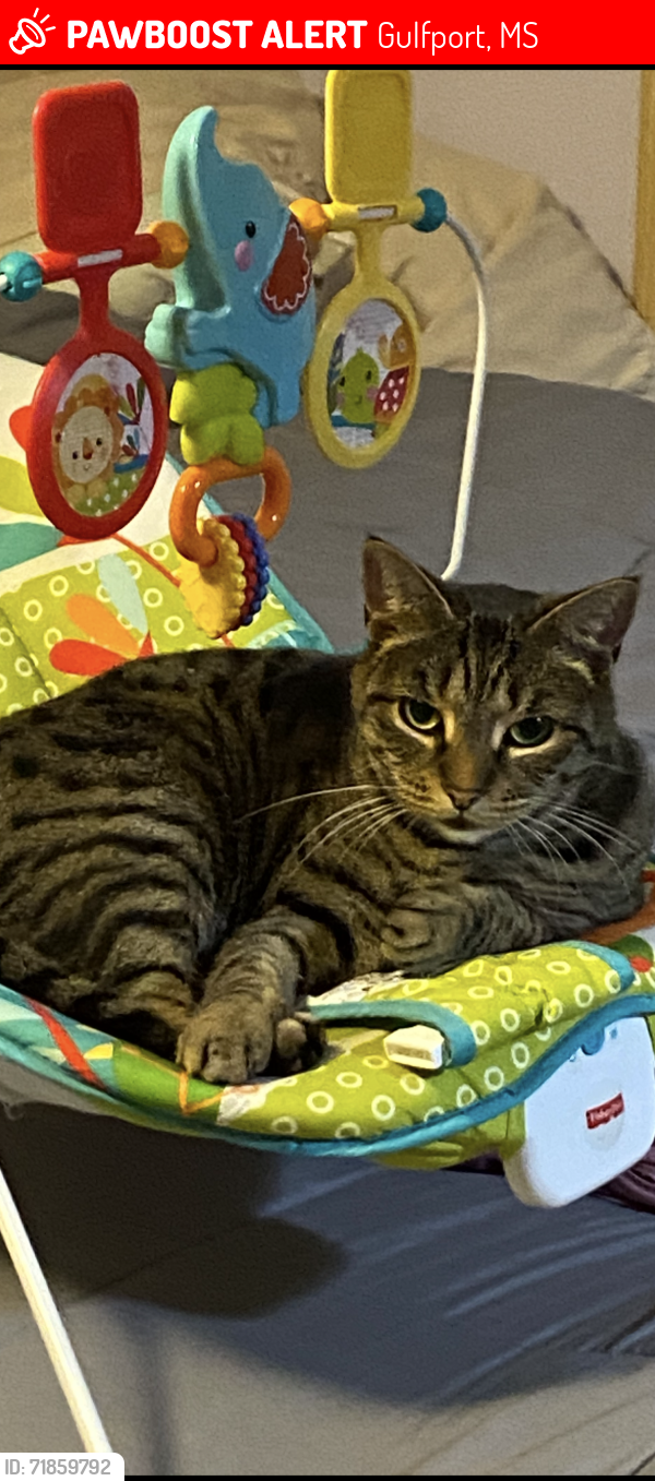 Lost Female Cat last seen N big hill road and Mennonite Rd, Gulfport, MS 39503
