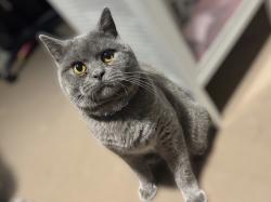 Lost Male Cat last seen Mk6 4LL, Beanhill, England MK6