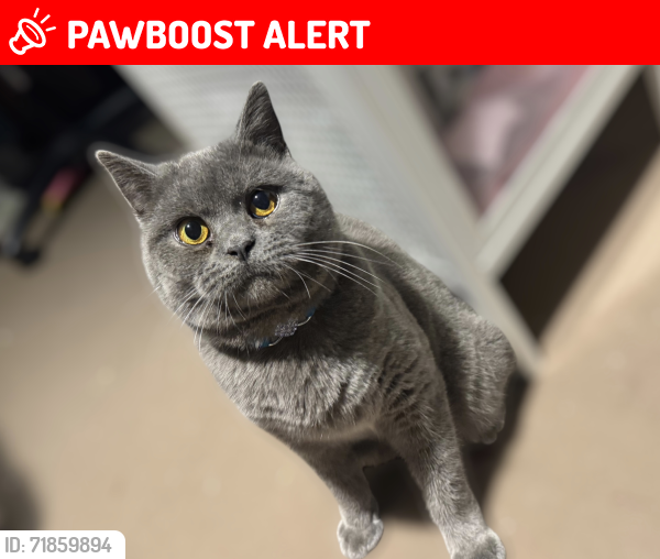 Lost Male Cat last seen Mk6 4LL, Beanhill, England MK6