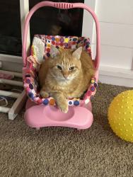 Lost Male Cat last seen Boyscout Road , Gaston, SC 29053
