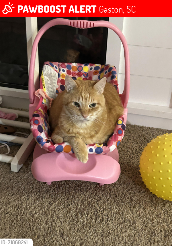 Lost Male Cat last seen Boyscout Road , Gaston, SC 29053