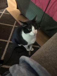 Lost Female Cat last seen Se Barnes ave, Gresham, OR 97080