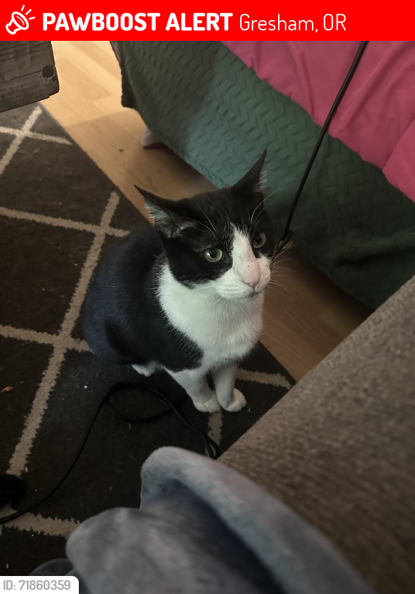 Lost Female Cat last seen Se Barnes ave, Gresham, OR 97080