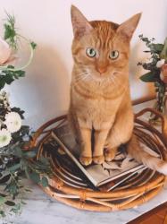 Lost Female Cat last seen N Magnolia Santee, CA 92071, Santee, CA 92071