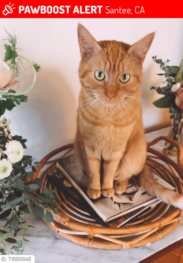 Lost Female Cat last seen N Magnolia Santee, CA 92071, Santee, CA 92071