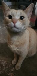 Lost Male Cat last seen Euclid and ball, Anaheim, CA 92815