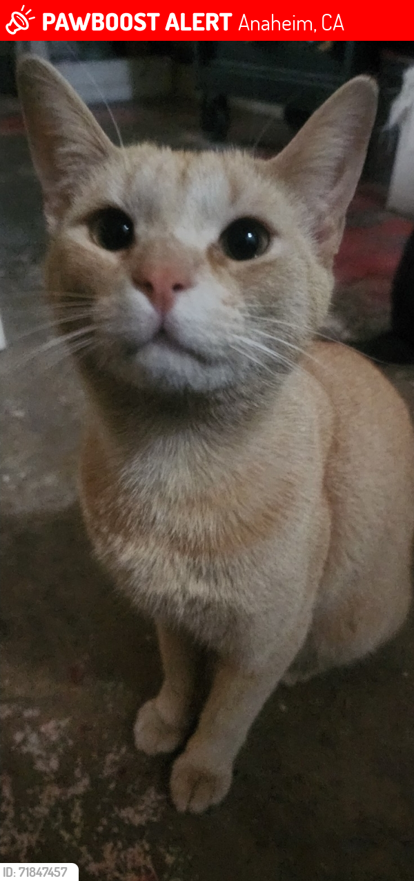 Lost Male Cat last seen Euclid and ball, Anaheim, CA 92815
