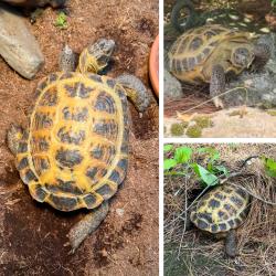 Lost Female Reptile last seen Near Pine Colony Road, Franklin, NH 03235