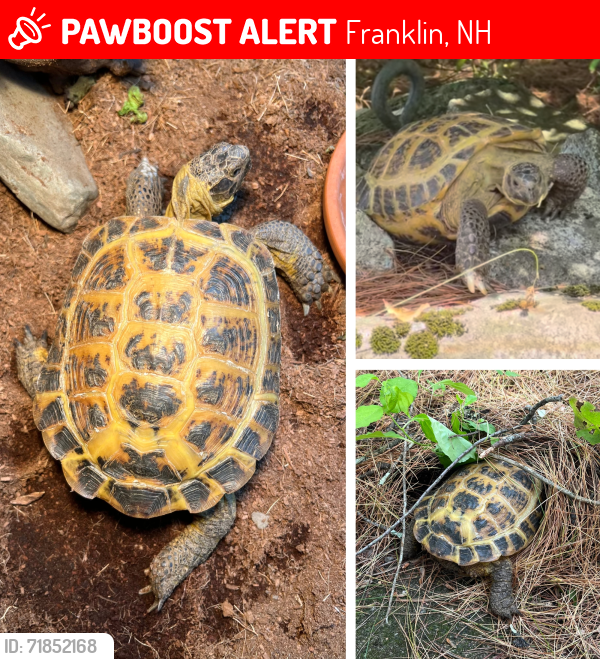Lost Female Reptile last seen Near Pine Colony Road, Franklin, NH 03235