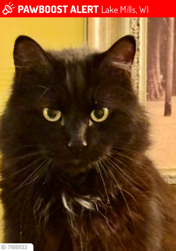 Lost Male Cat last seen Prospect St lake mills wi , Lake Mills, WI 53551
