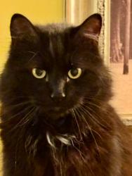 Lost Male Cat last seen Prospect St lake mills wi , Lake Mills, WI 53551