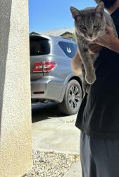 Lost Male Cat last seen 60th st east , Palmdale, CA 93552