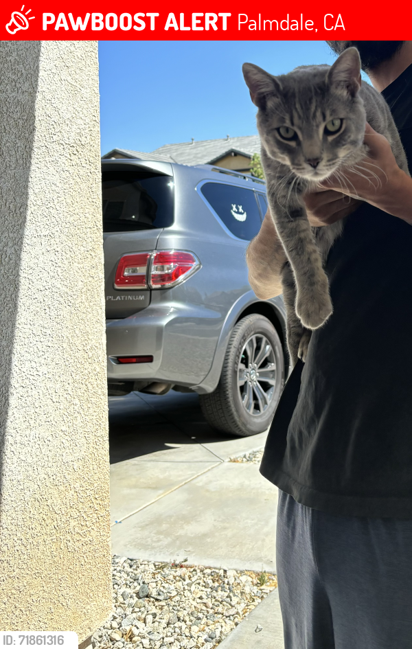 Lost Male Cat last seen 60th st east , Palmdale, CA 93552