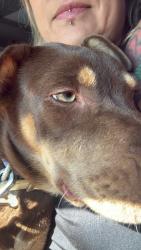 Lost Female Dog last seen Harris & natoma, Sacramento, CA 95834