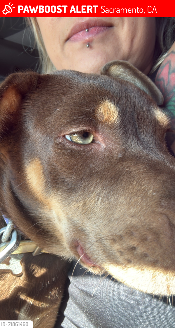 Lost Female Dog last seen Harris & natoma, Sacramento, CA 95834