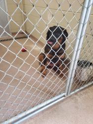 Lost Male Dog last seen Dallas , Balch Springs, TX 75180