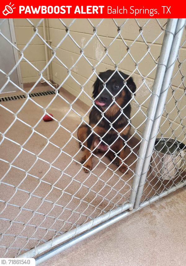 Lost Male Dog last seen Dallas , Balch Springs, TX 75180