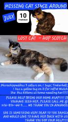 Lost Female Cat last seen Sammamish Heights, Bellevue, WA 98008
