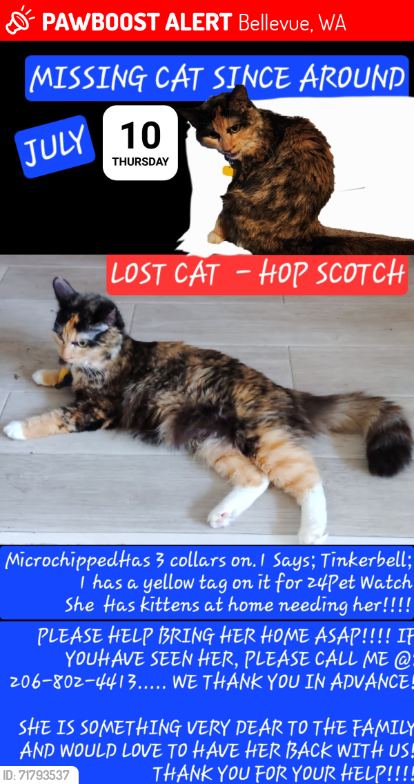 Lost Female Cat last seen Sammamish Heights, Bellevue, WA 98008