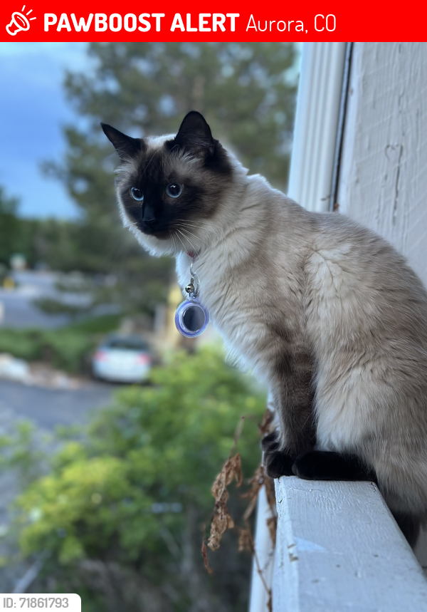 Lost Female Cat last seen Quincy and reservoir rd , Aurora, CO 80015