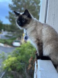 Lost Female Cat last seen Quincy and reservoir rd , Aurora, CO 80015