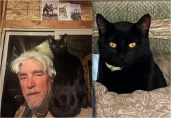 Lost Female Cat last seen Lost along I-90 Highway 90 while driving west bound during pullover somewhere between Sundance-Moorcroft-Gillette-Buffalo-Sheridan , Gillette, WY 82717