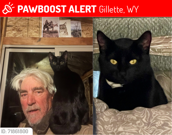 Lost Female Cat last seen Lost along I-90 Highway 90 while driving west bound during pullover somewhere between Sundance-Moorcroft-Gillette-Buffalo-Sheridan , Gillette, WY 82717