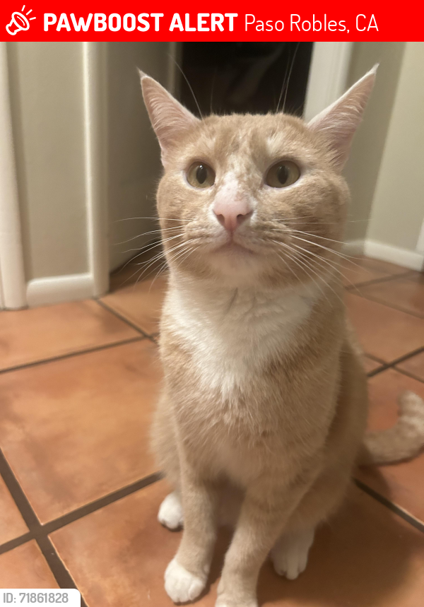 Lost Male Cat last seen Santa Ysabel Ave, Paso Robles, CA 93446