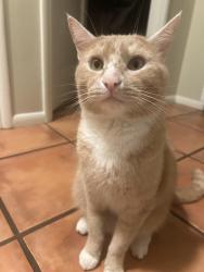 Lost Male Cat last seen Santa Ysabel Ave, Paso Robles, CA 93446