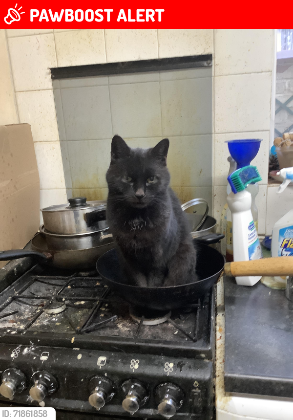 Lost Female Cat last seen Gilbey Road- Harlow Street- Stortford Street area, North East Lincolnshire, England DN31
