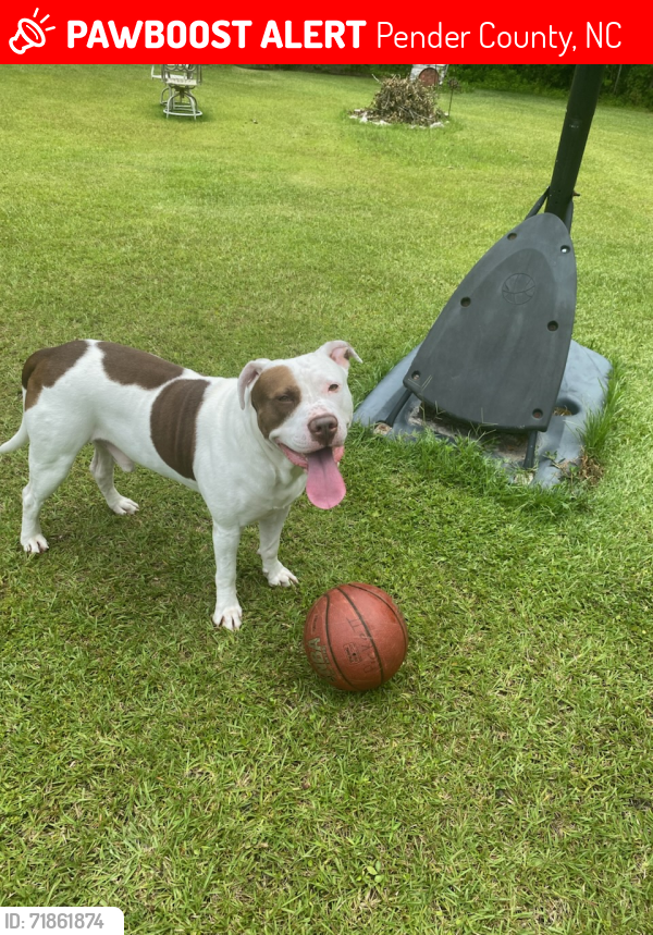 Lost Male Dog last seen Woods behind hwy 210 where it meets Little Kelly rd. If he went straight through the woods he would end up between chicken coops and North dr, Pender County, NC 28457