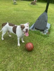 Lost Male Dog last seen Woods behind hwy 210 where it meets Little Kelly rd. If he went straight through the woods he would end up between chicken coops and North dr, Pender County, NC 28457