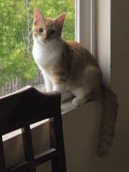 Lost Female Cat last seen Governor Drive & Kantor Street, San Diego, CA 92122