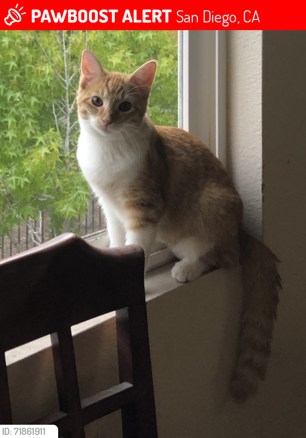 Lost Female Cat last seen Governor Drive & Kantor Street, San Diego, CA 92122