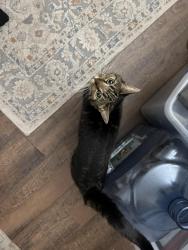 Lost Female Cat last seen Lake Drive & Nicholson Ave, Douglassville, PA 19518