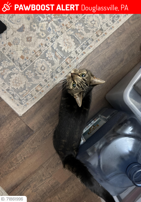 Lost Female Cat last seen Lake Drive & Nicholson Ave, Douglassville, PA 19518