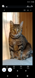 Lost Female Cat last seen Onion fields ln off Indian bridge road , California, MD 20619