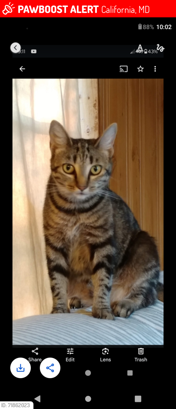 Lost Female Cat last seen Onion fields ln off Indian bridge road , California, MD 20619
