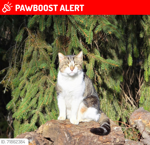 Lost Male Cat last seen GM delta plant , Windsor Township, MI 48813