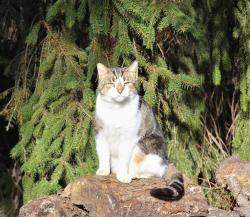 Lost Male Cat last seen GM delta plant , Windsor Township, MI 48813