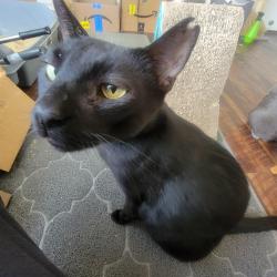Lost Male Cat last seen Mililani, HI, Mililani, HI 96789