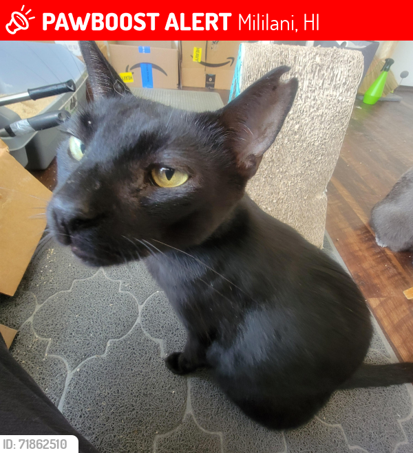 Lost Male Cat last seen Mililani, HI, Mililani, HI 96789